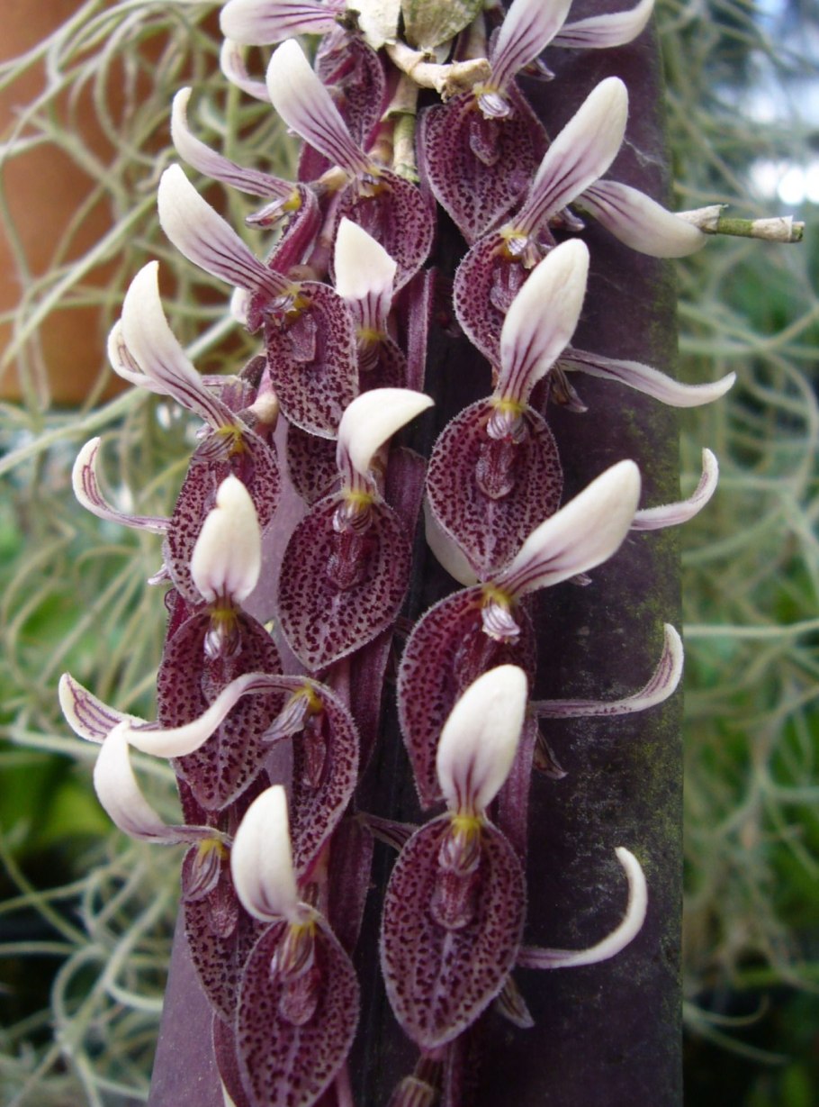 Pleurothallis aggeris