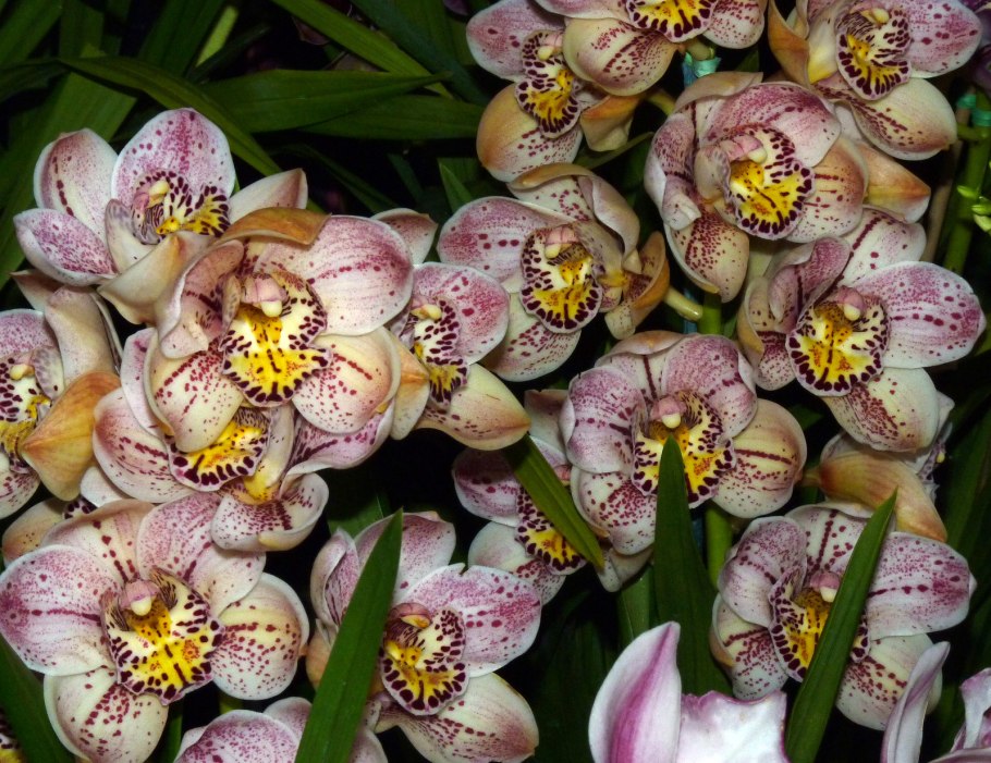 Цимбидиум gala odyssey