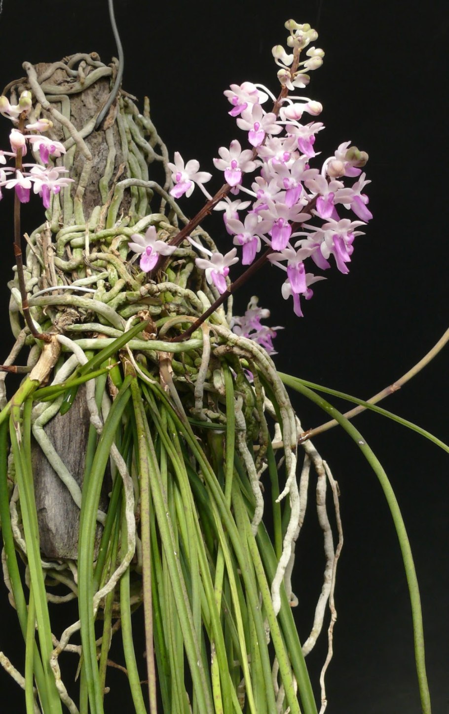 Stereochilus pachyphyllus