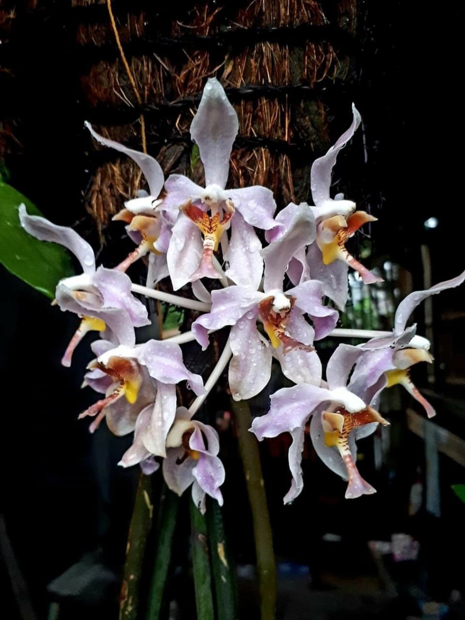 Phalaenopsis orchid