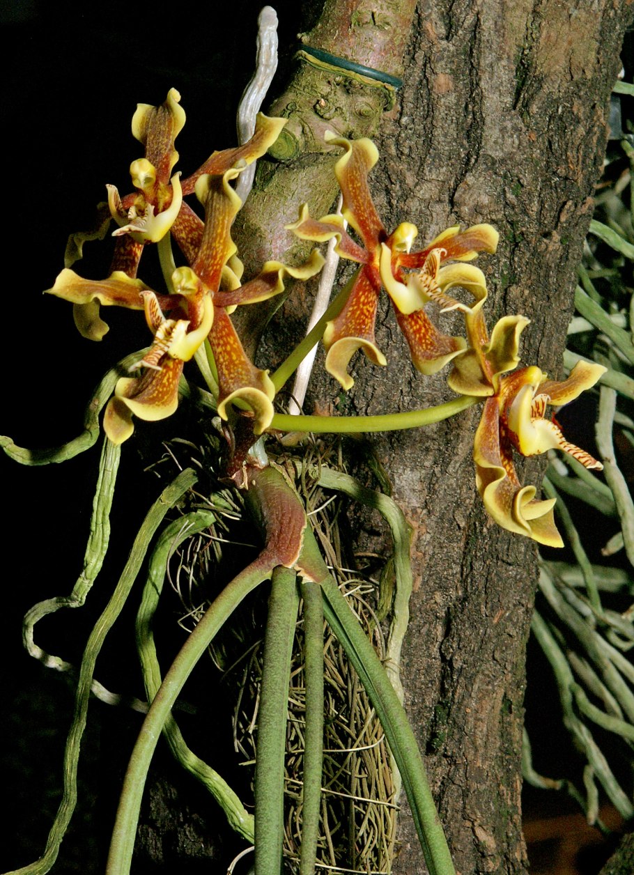 Paraphalaenopsis labukensis