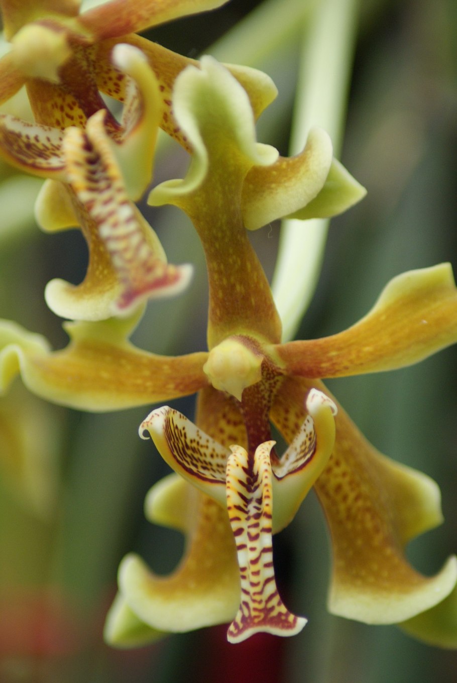 Paraphalaenopsis labukensis