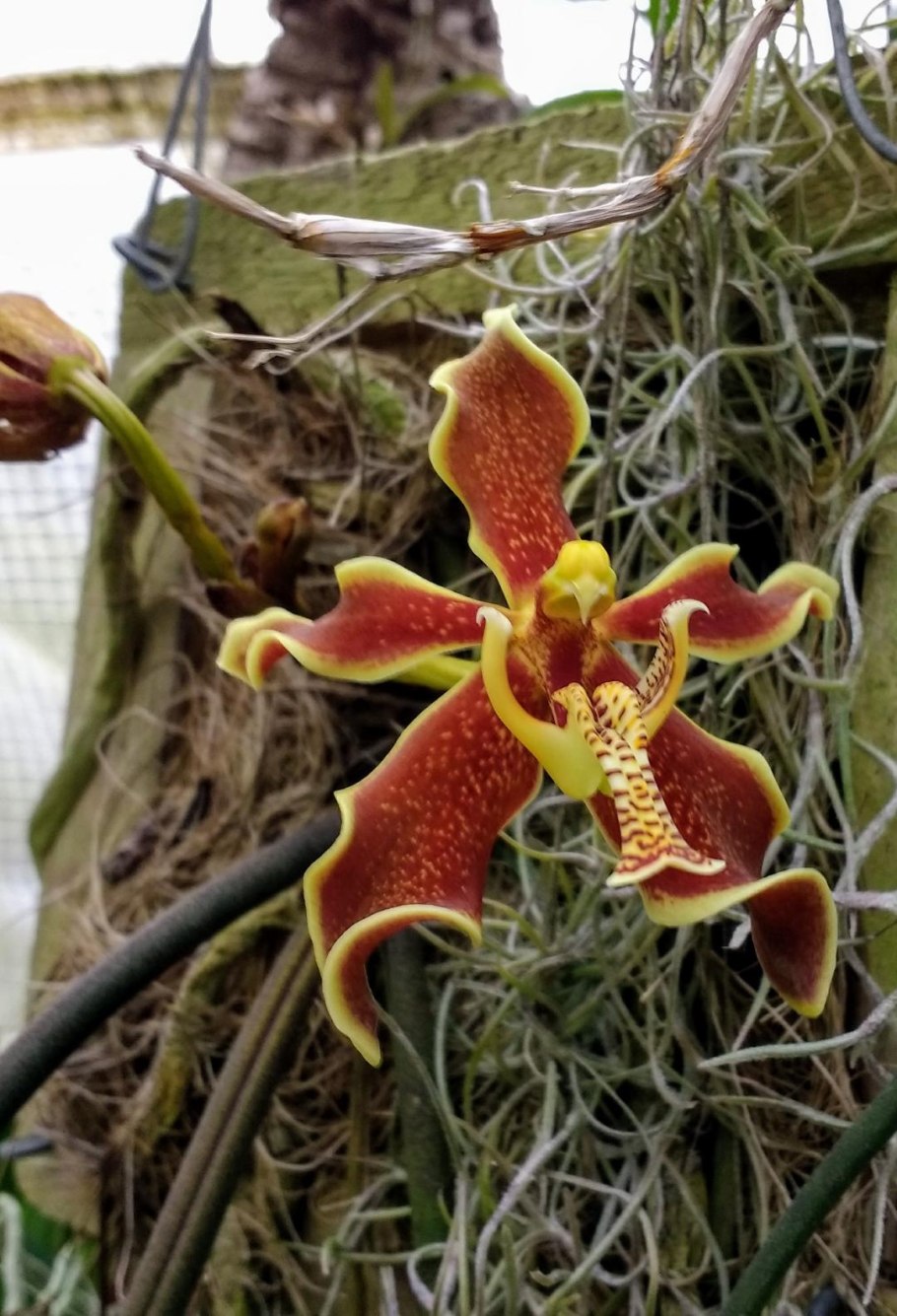 Парафаленопсис лабукенсис