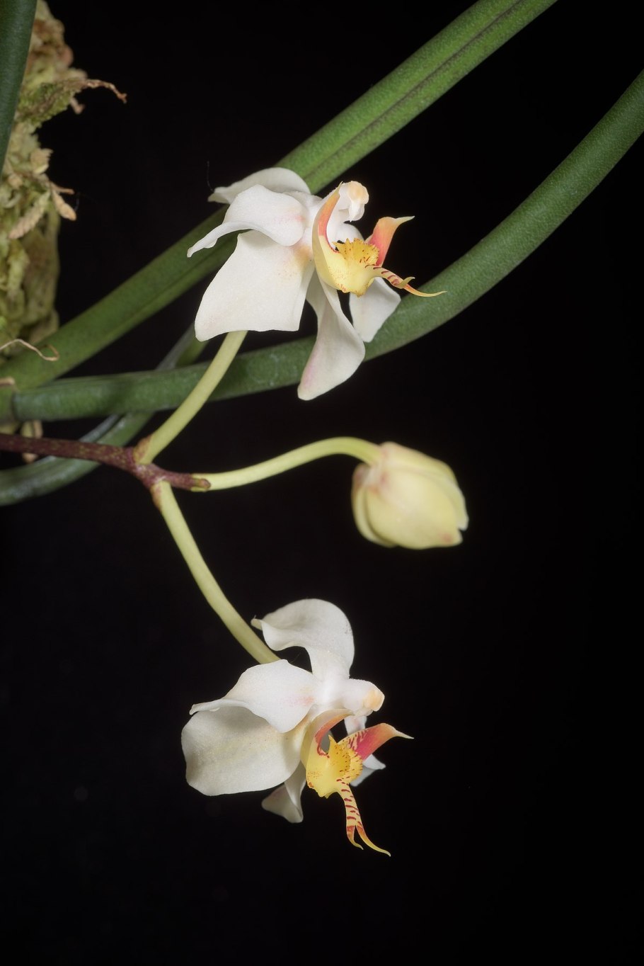 Paraphalaenopsis laycockii