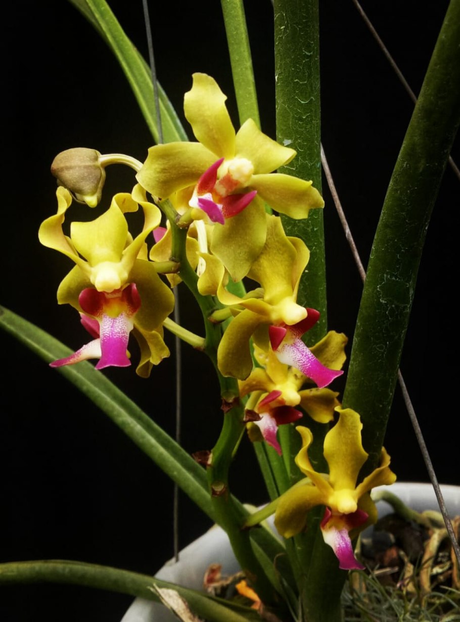 Sogo gotris фаленопсис