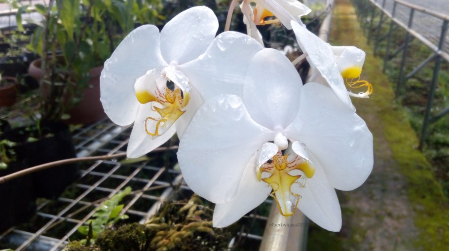 Орхидея саншайн