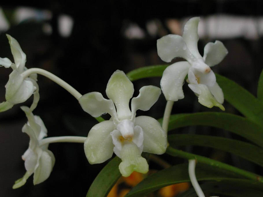Phalaenopsis celebensis