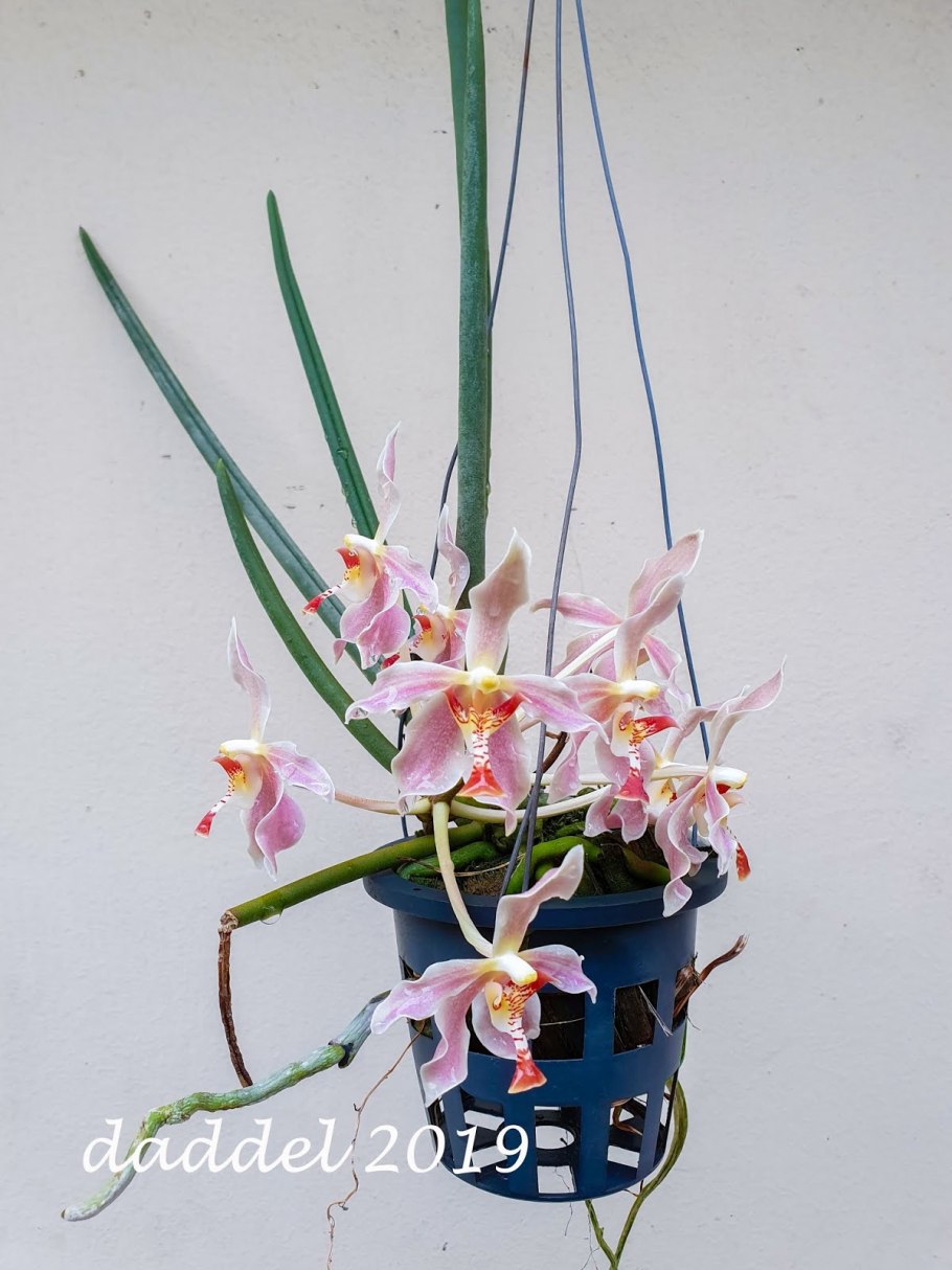 Paraphalaenopsis laycockii