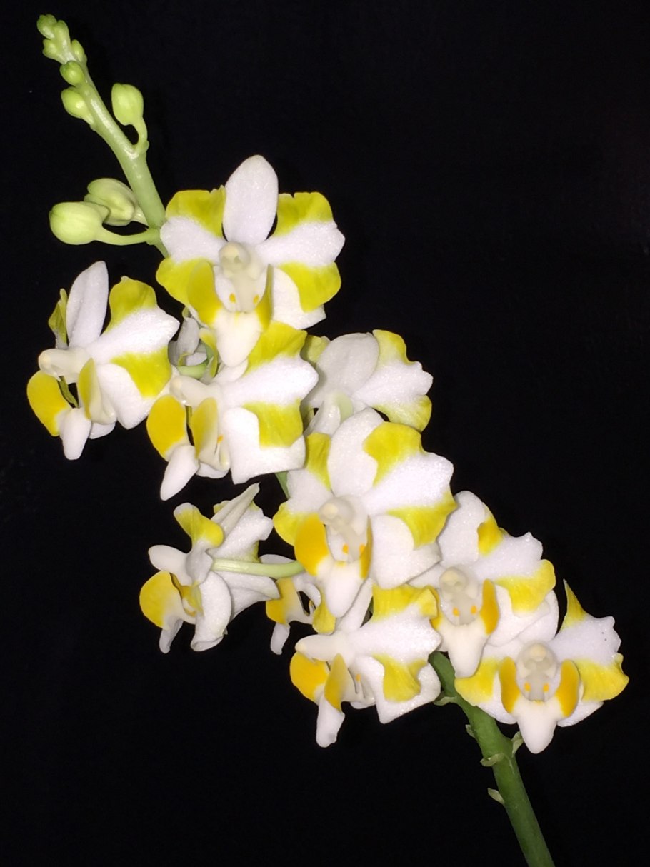 Орхидея doritis pulcherrima marmorata