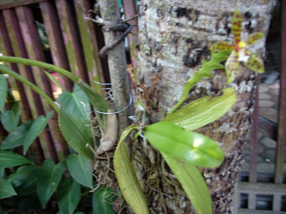 Taeniophyllum obtusum