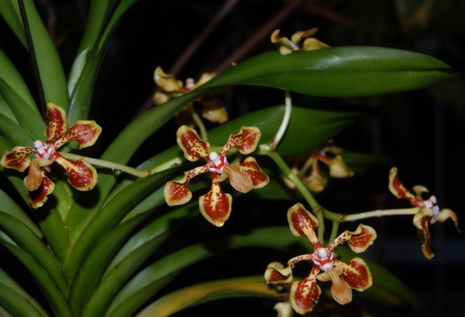 Ванда трехцветная