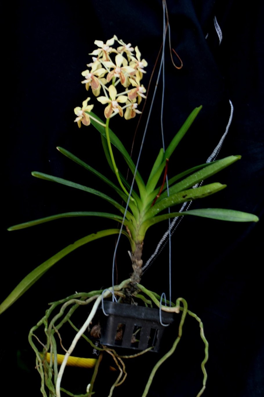 Неофинетия кинкосей