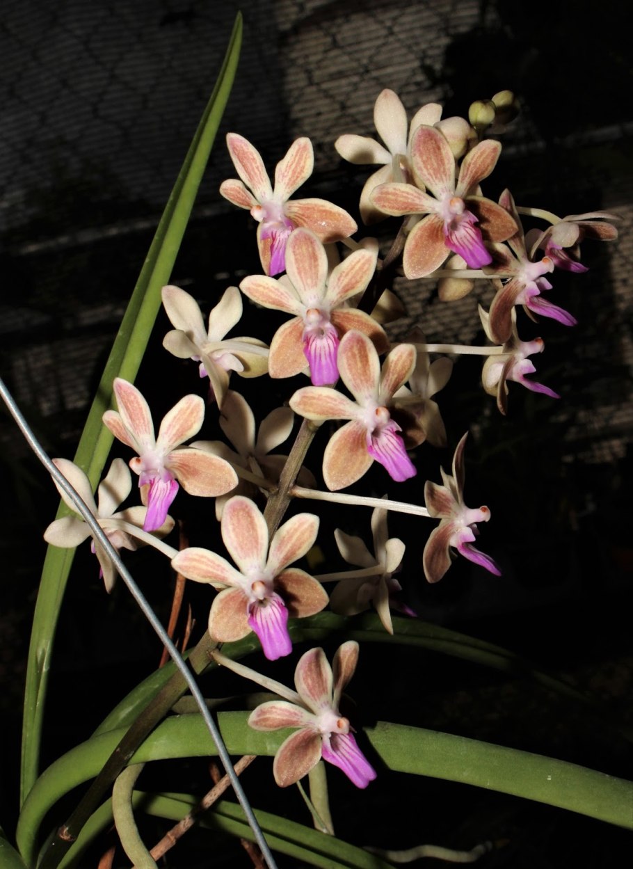 Phalaenopsis honghenensis