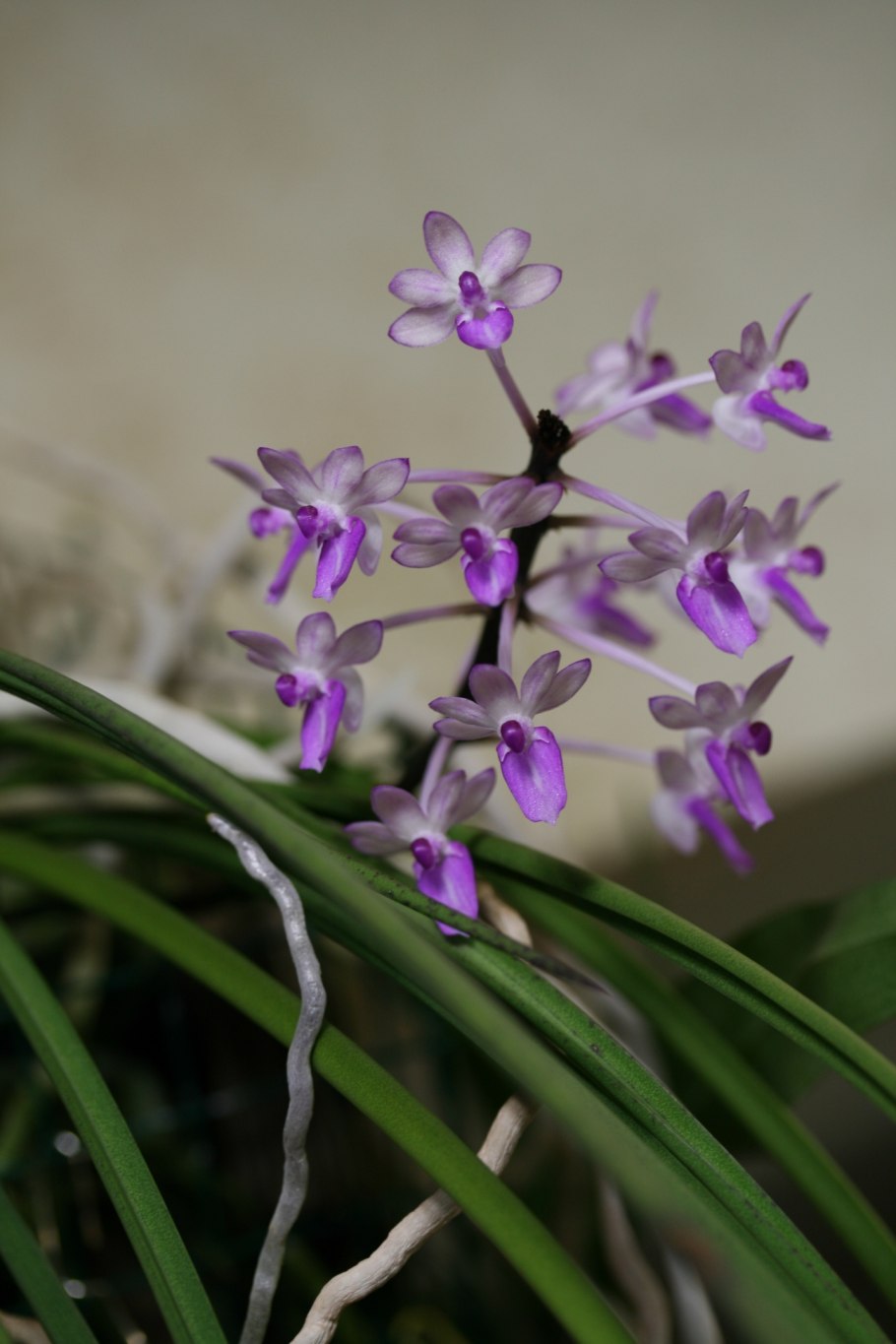 Орхидея seidenfadenia mitrata