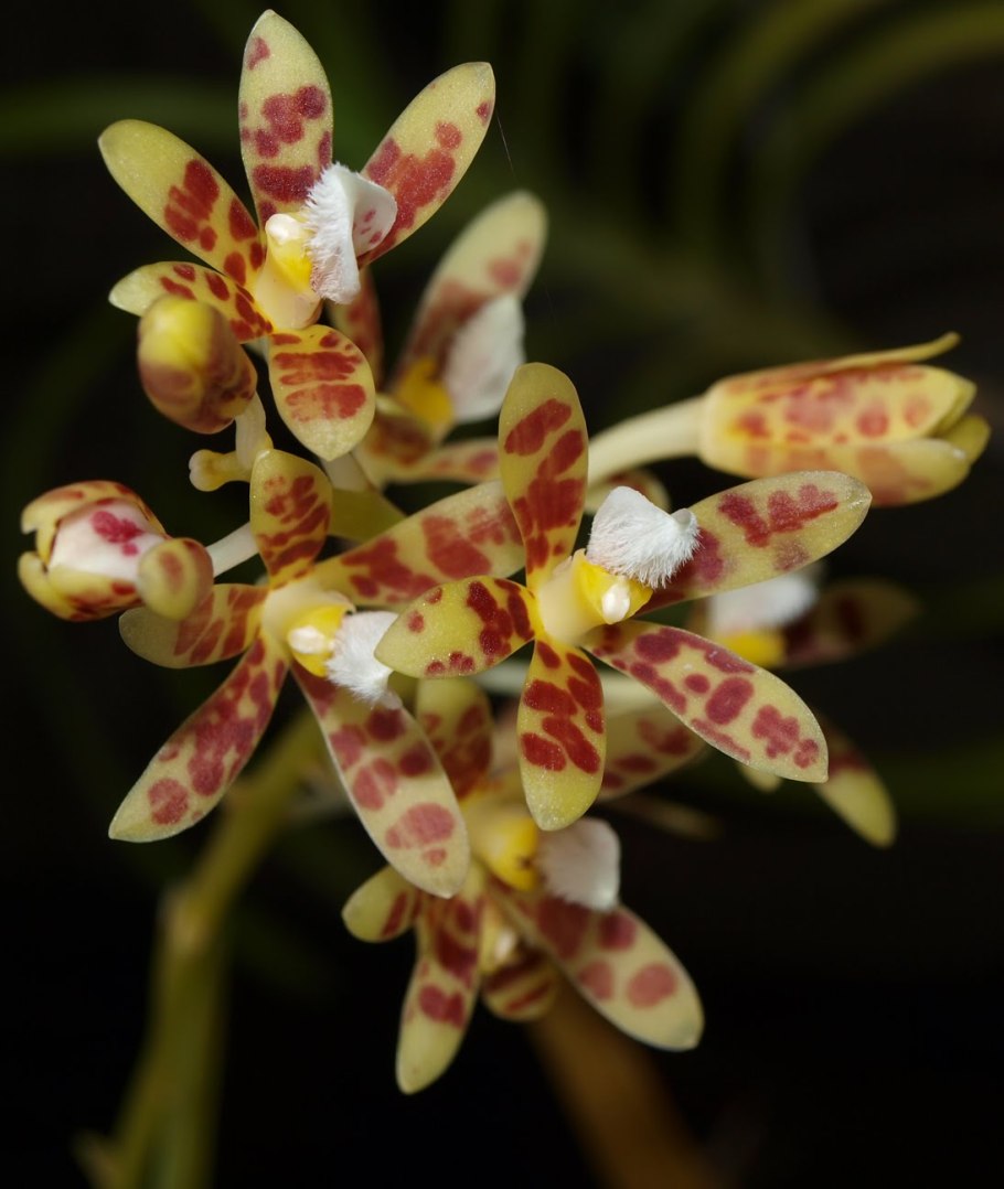Phalaenopsis tetraspis
