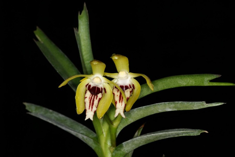 Vanda cristata