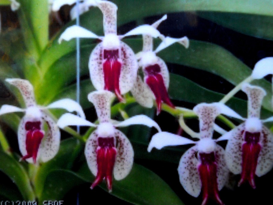 Редкая орхидея