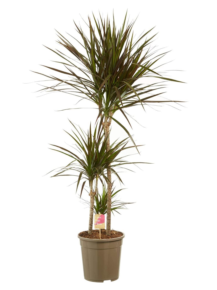 Драцена (Dracaena)