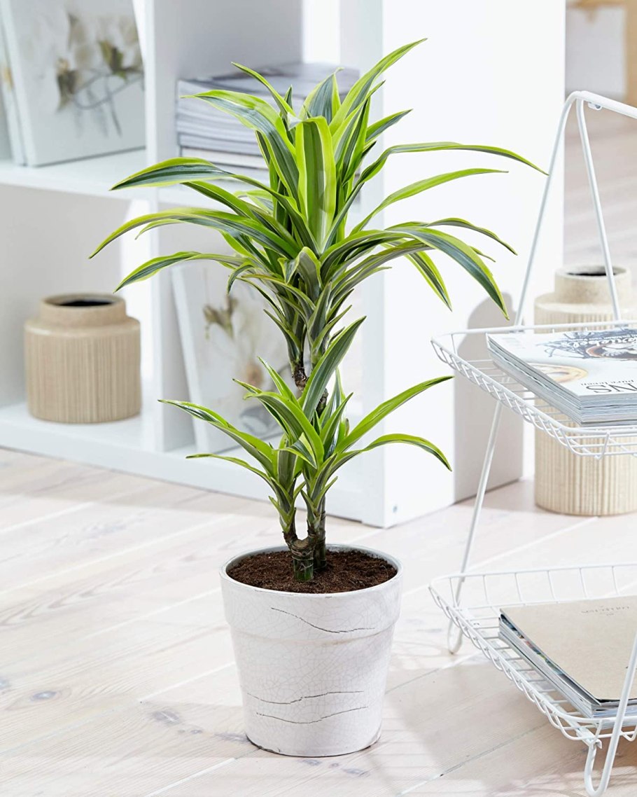 Dracaena Reflexa