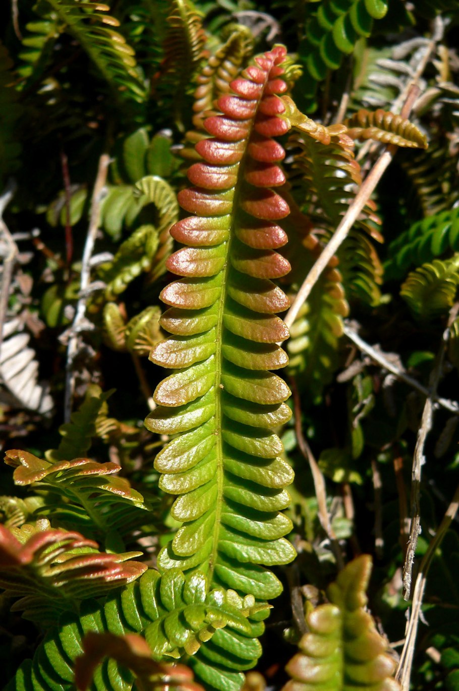 Папоротник Blechnum spicant