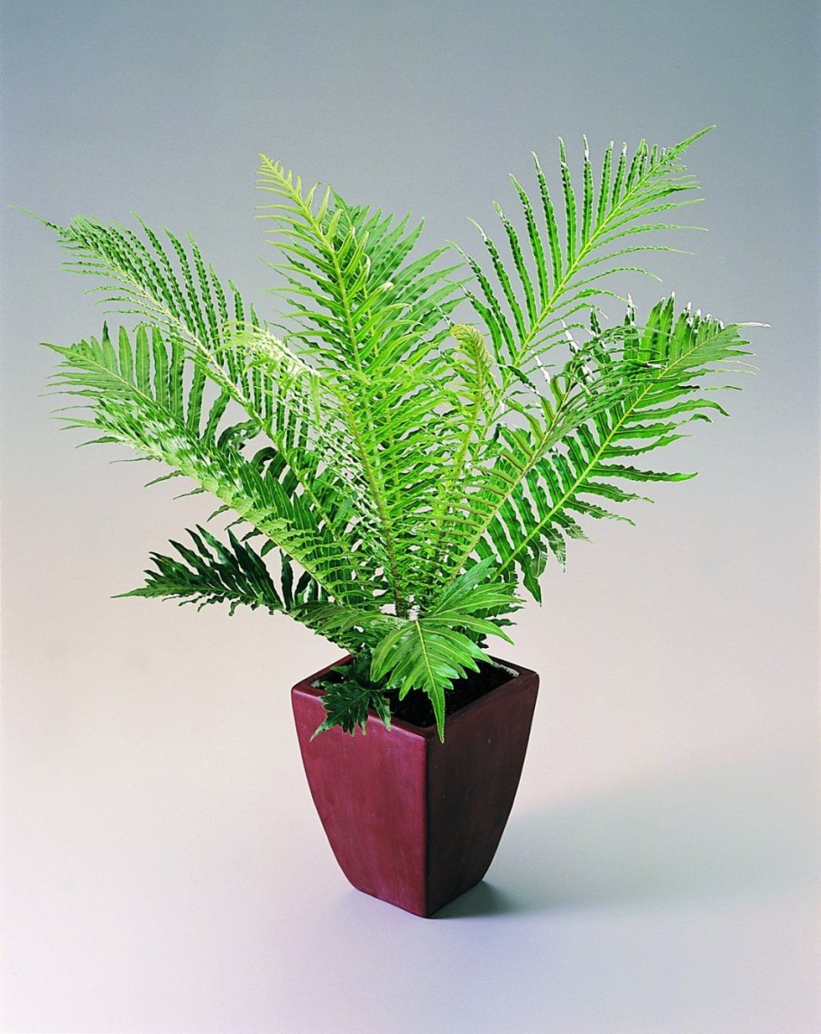 Blechnum spicant