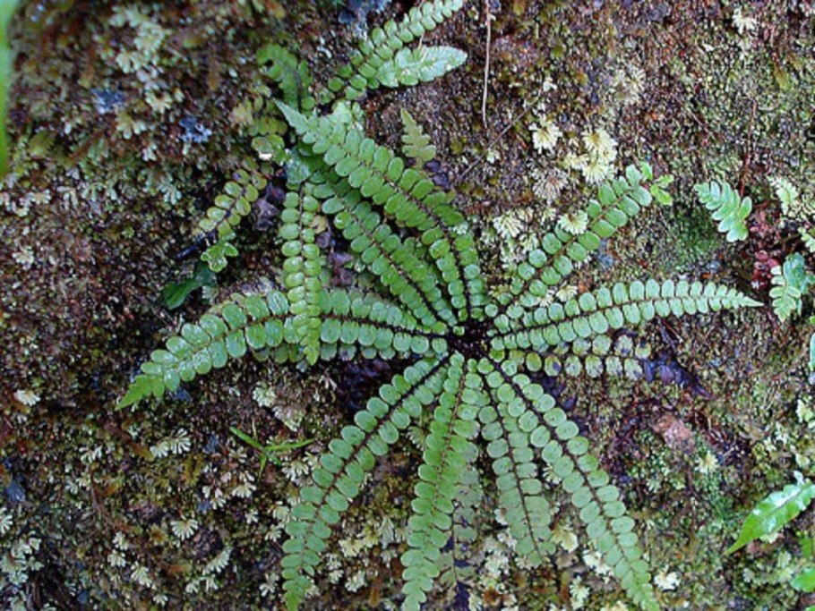 Папоротник костенец степной