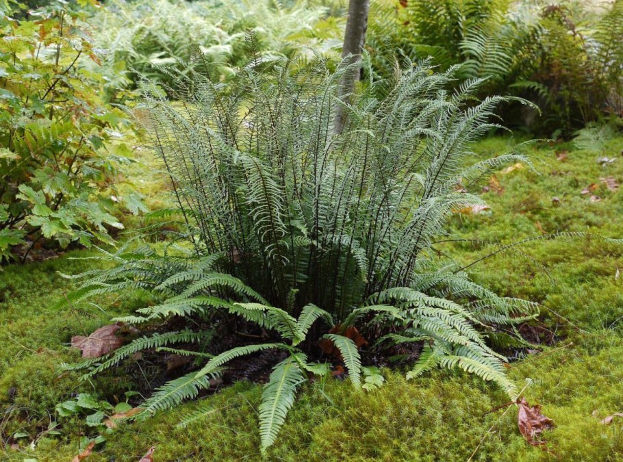 Blechnum spicant Дербянка колосистая