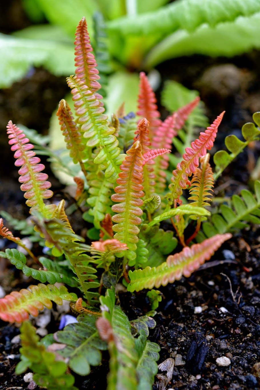 Блехнум папоротник