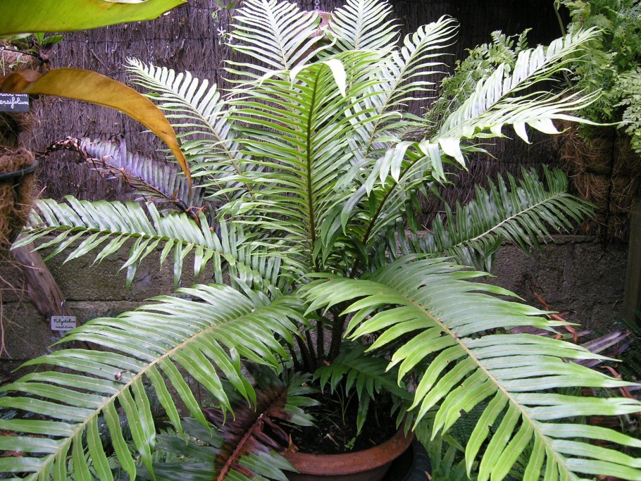 Блехнум Морское перо (Blechnum Penna Marina)