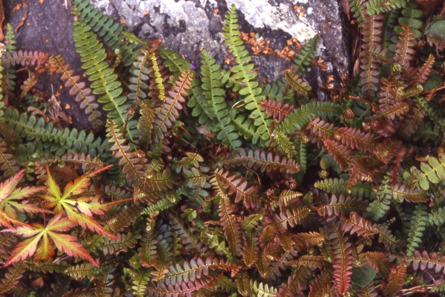 Blechnum chilense