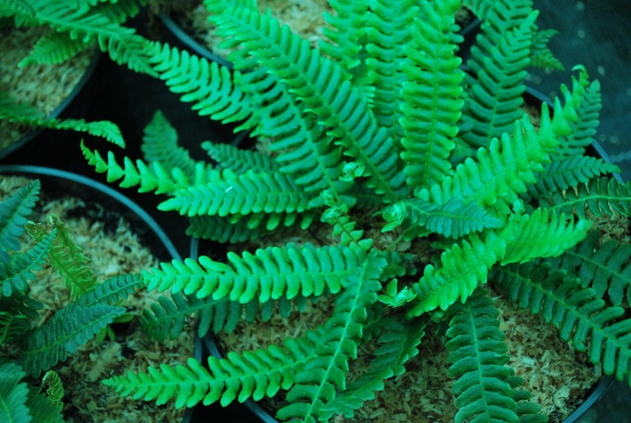 Blechnum spicant Дербянка колосистая