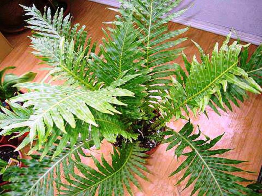 Блехнум Blechnum Penna-Marina