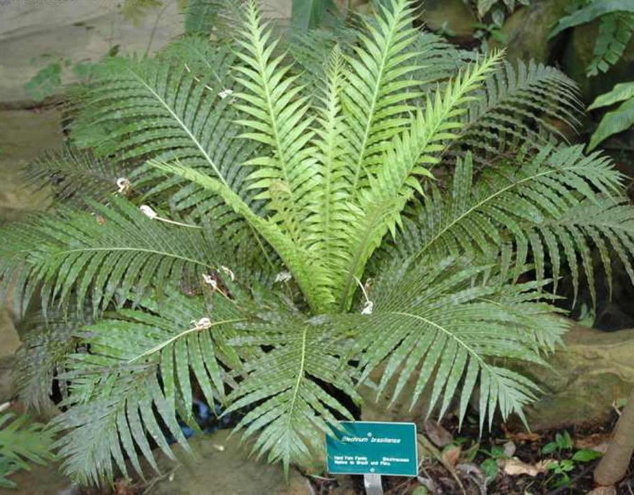 Папоротник Blechnum Penna
