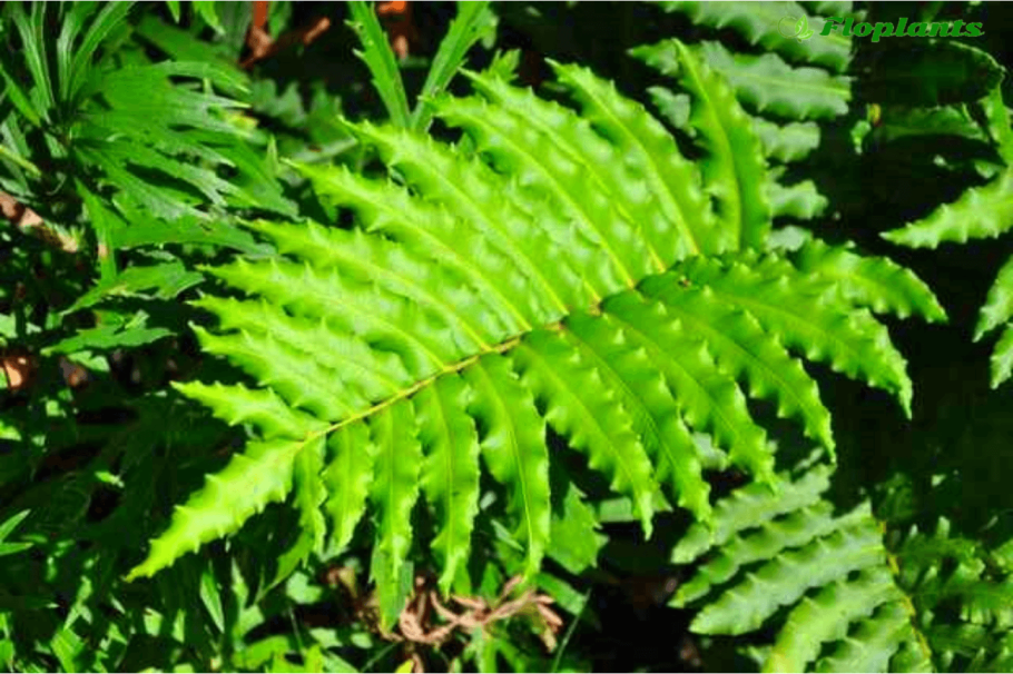 Blechnum spicant Дербянка колосистая