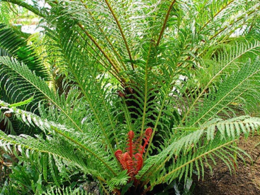 Blechnum brasiliense