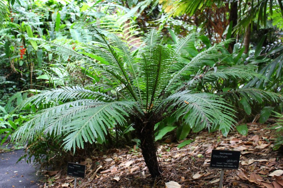 Blechnum Penna-Marina SSP. Alpina