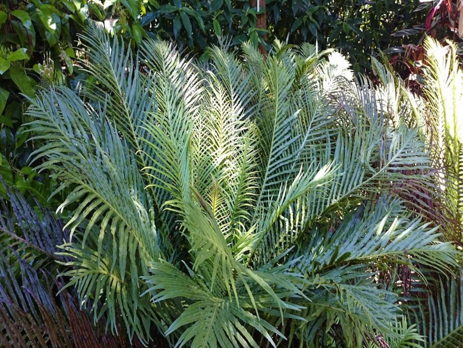 Блехнум Сильвер леди