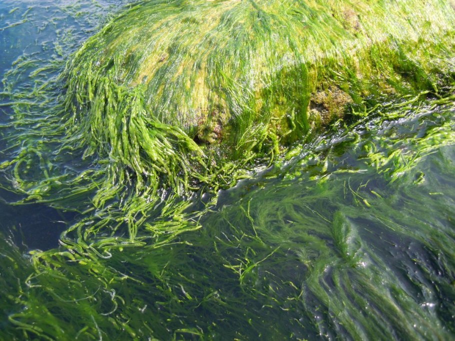 Речная водоросль осань