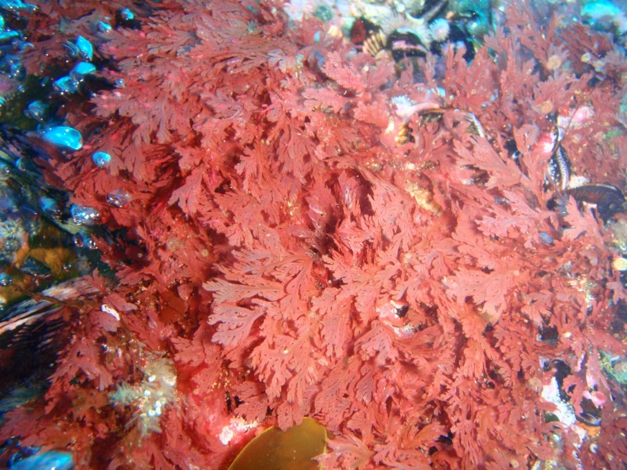 Осень желтое синее