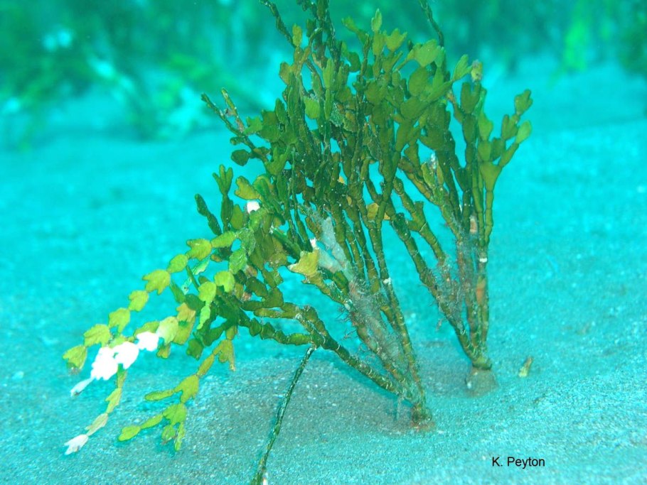 Myriophyllum verticillatum