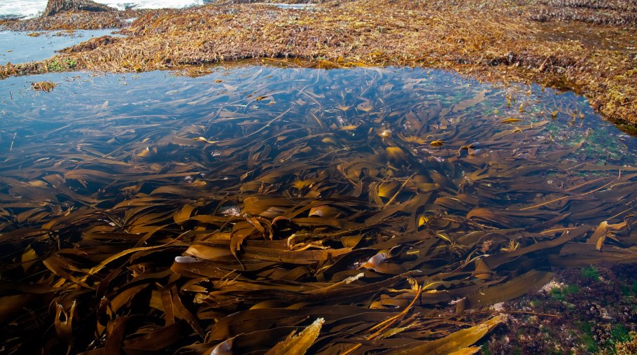 Бурые водоросли алярия