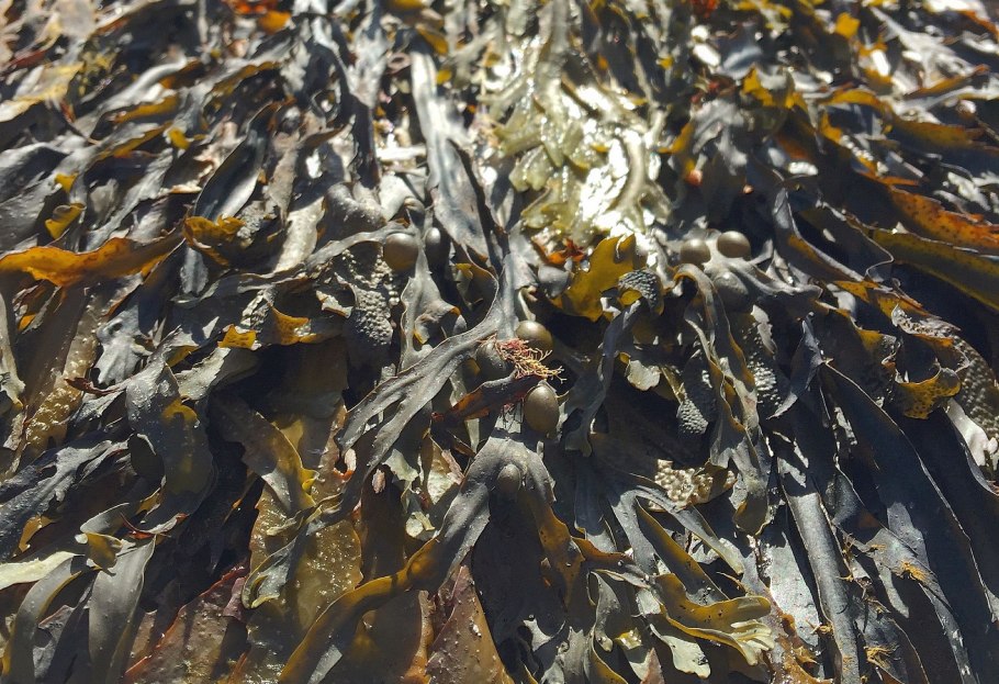 Ламинария Акутус