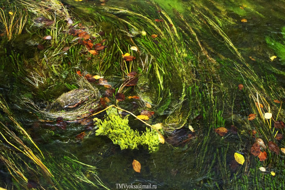 Подводный "лес"(Kelp Forest)