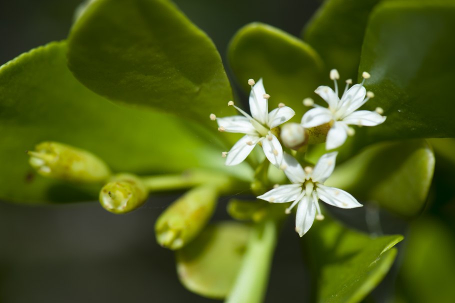 Люмнитцера растение