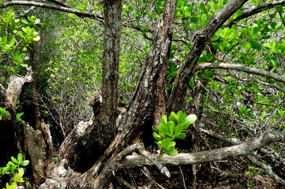 Комбретум грандифлорум