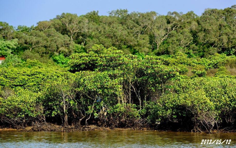 Cytospora спороношение