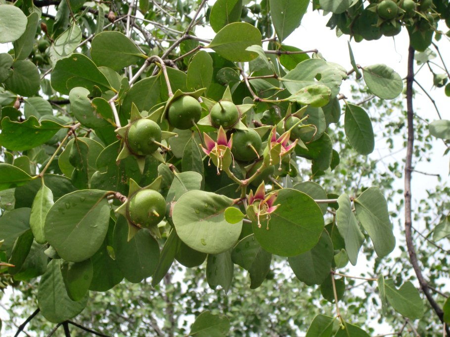 Mangrove leaves
