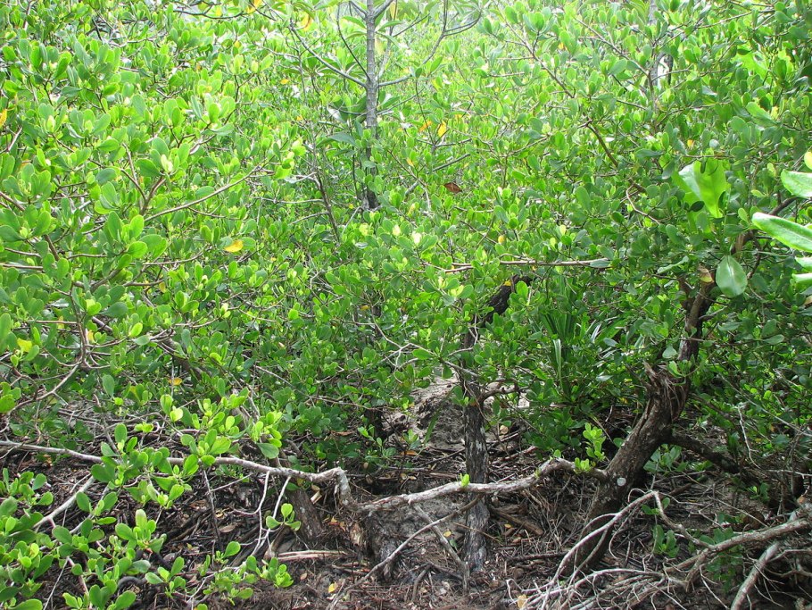 Бругиера голокорневая