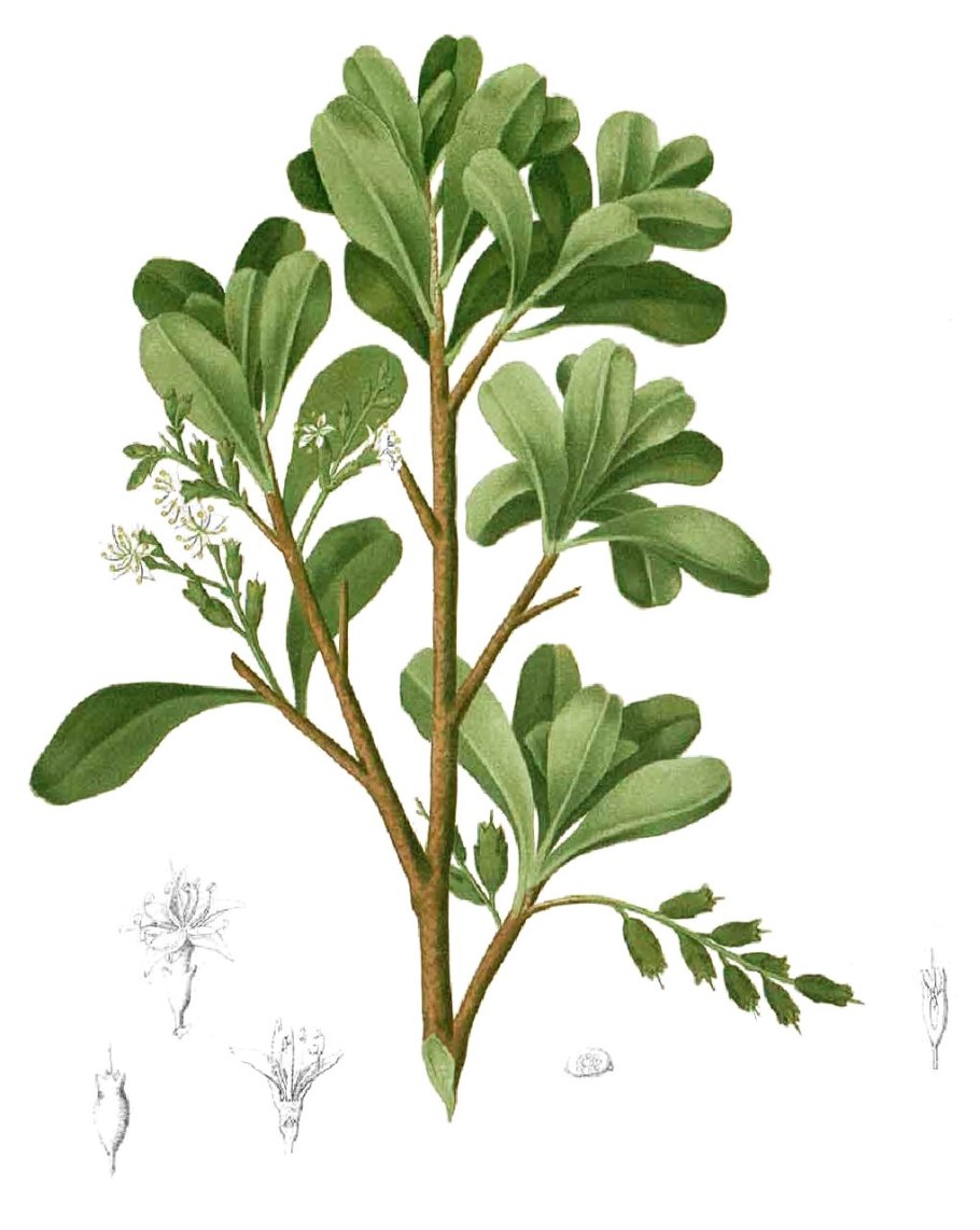 Мангровые леса на Хайнане