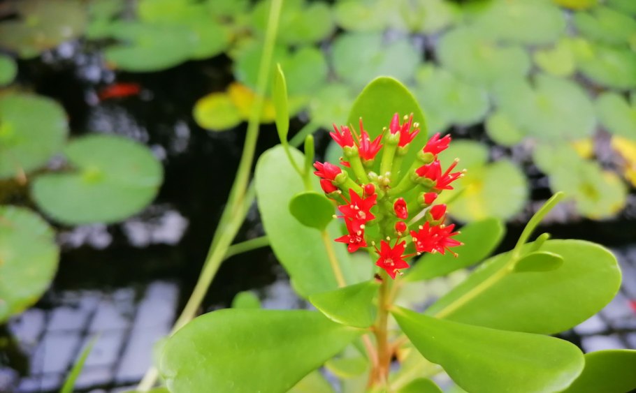 Pimenta racemosa Ботаническая иллюстрация